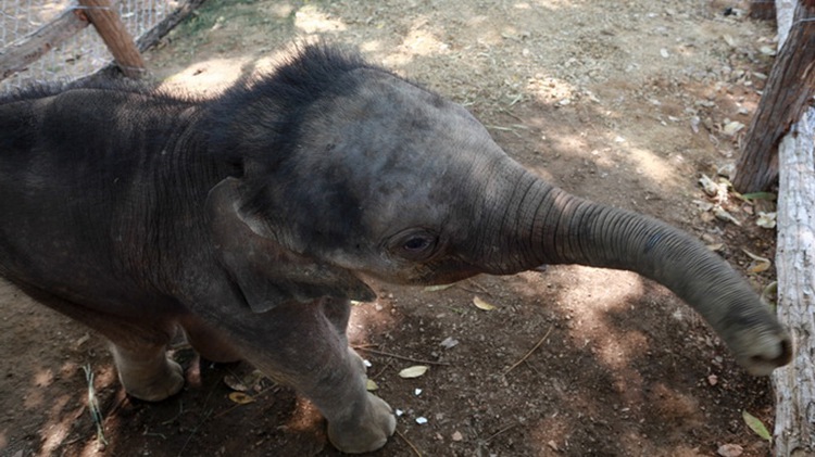 ​Rescued baby elephant rejected by herd in Vietnam’s Central Highlands