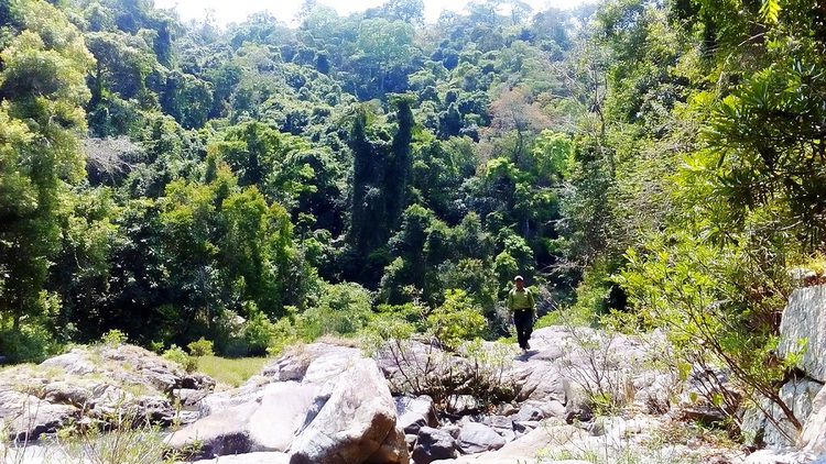 Vietnamese firm requests hydroelectric dams inside nature reserve