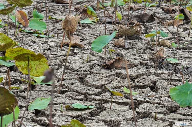 Vietnam ramsar site’s core dries up