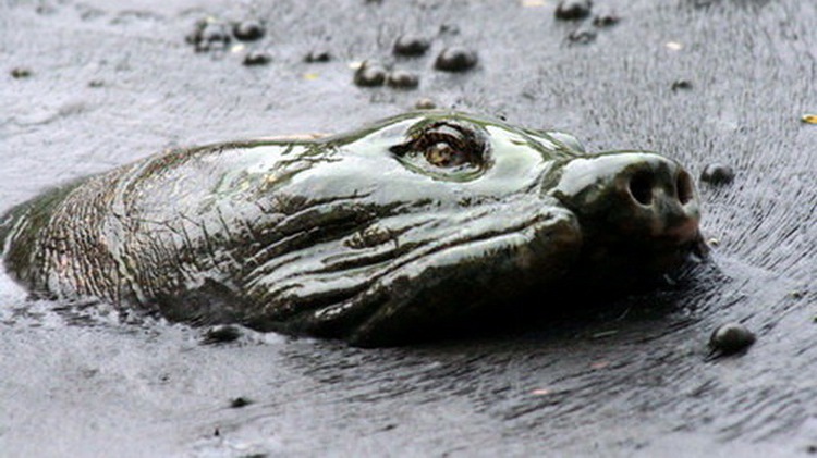 Corpse of Hanoi’s legendary turtle preserved through plastination