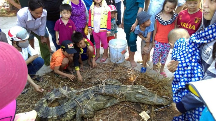 Big crocodile captured in southern Vietnam, a fortnight after escape