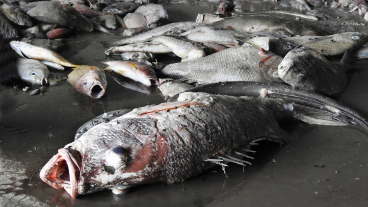 Vietnam forms national panel to identify cause of mass fish deaths