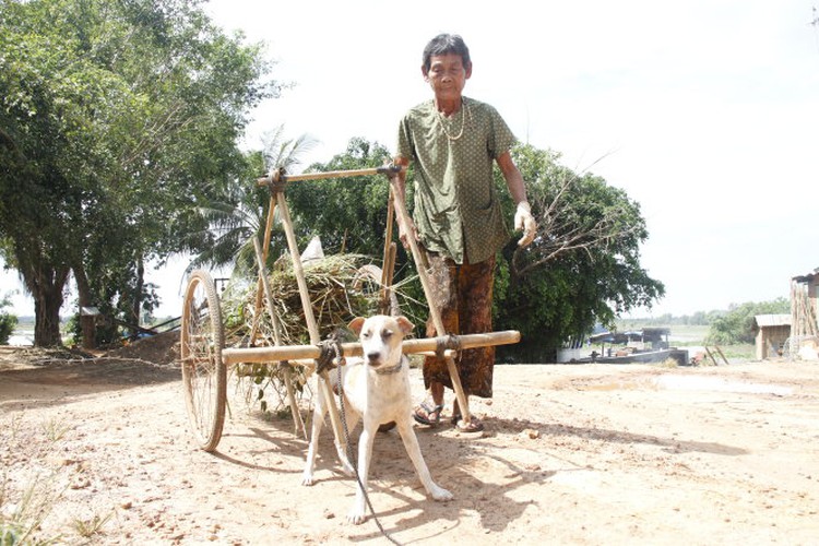 A dog is this Vietnamese septuagenarian’s best friend