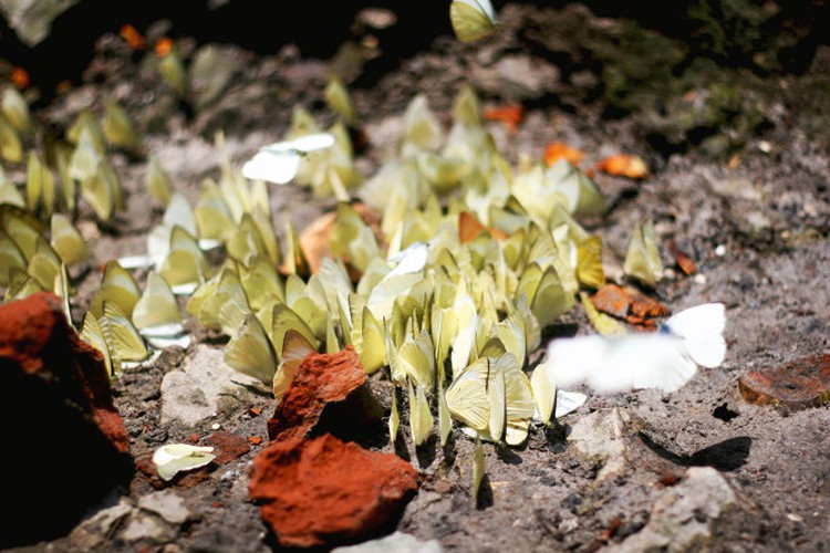 Get ready to be overwhelmed by butterflies at this national park in Vietnam