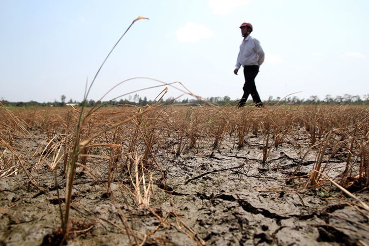 World Bank approves $310mn loan to build climate resilience in Vietnam's Mekong Delta