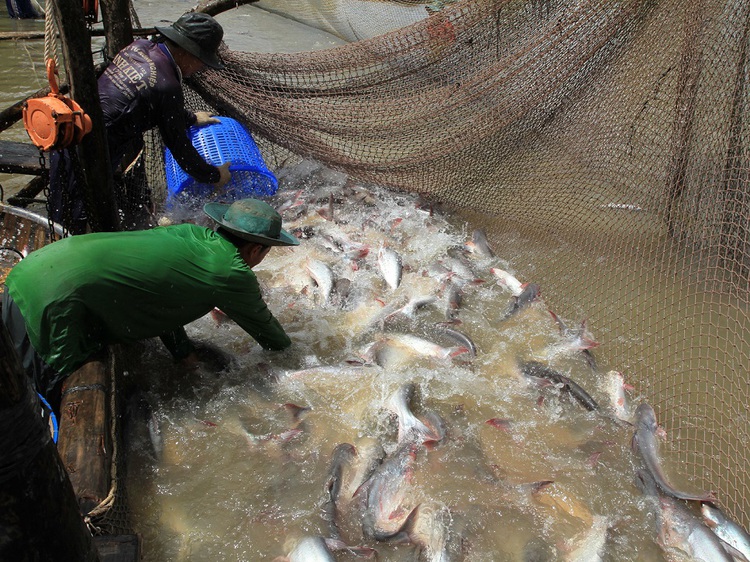 Meet the men behind Vietnam’s popular catfish exports