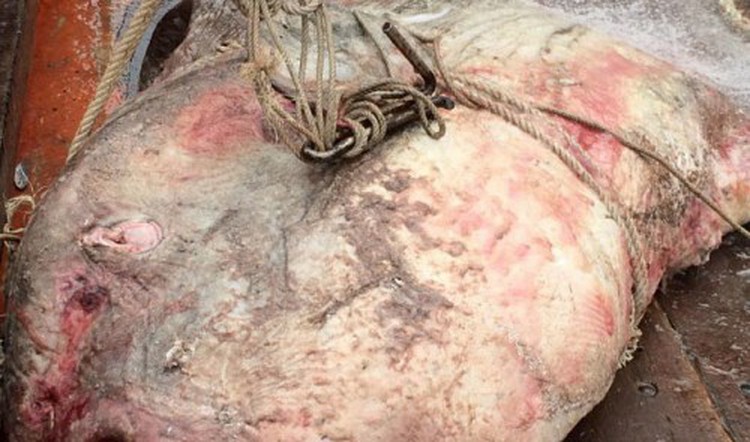 Endangered ocean sunfish, weighing nearly 1 ton, netted in north-central Vietnam