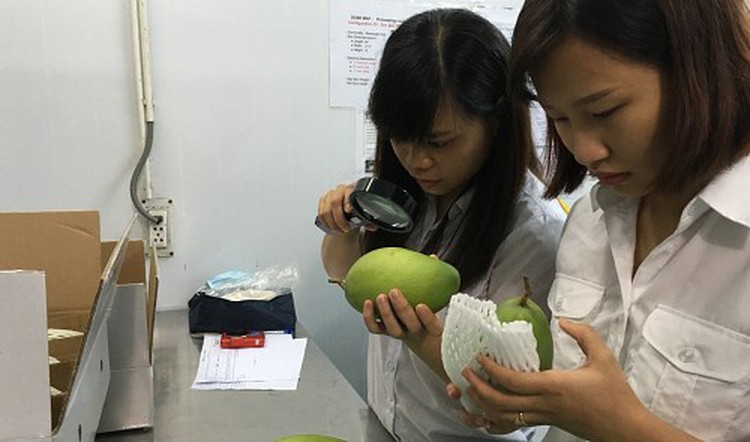 Fruit, vegetable exports surpass rice shipments: Vietnam Customs