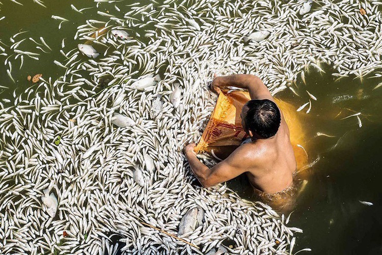 Fish die en masse at major Hanoi lake