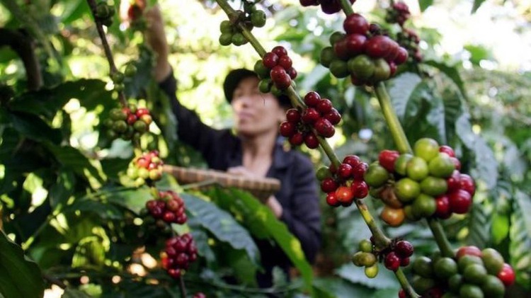 Asia coffee: Discounts narrow in Indonesia; Vietnam quiet on thin supply