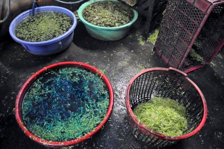 Supplier caught soaking water spinach in chemical in southern Vietnam