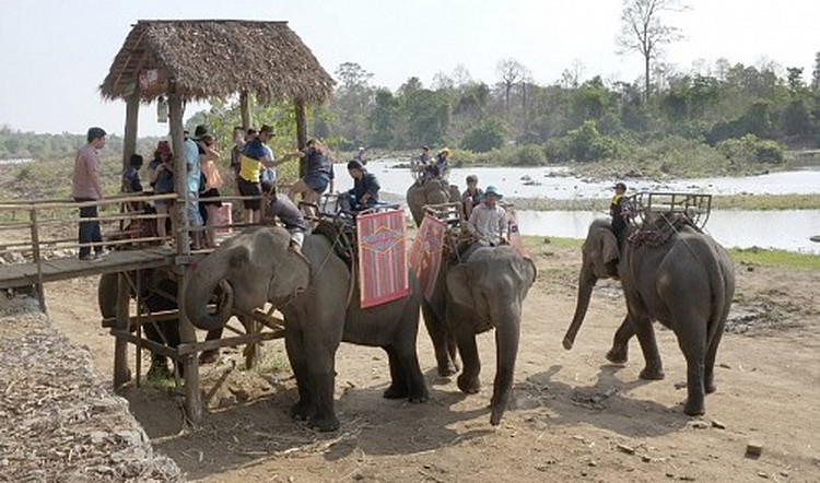 Elephants shouldn’t slave for tourists in Vietnam: experts