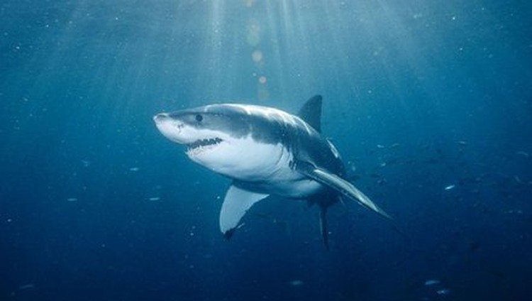 Save Vietnam’s Internet sharks