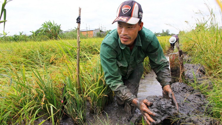 Crops damaged by unseasonal rain in Vietnam’s Mekong Delta