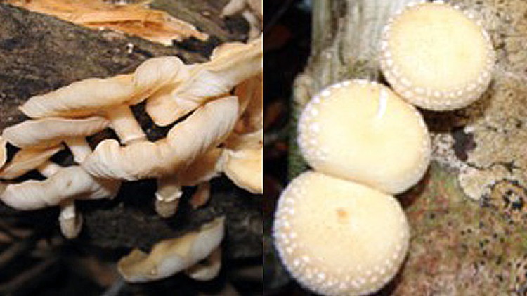 New shiitake species discovered in Vietnam’s Central Highlands