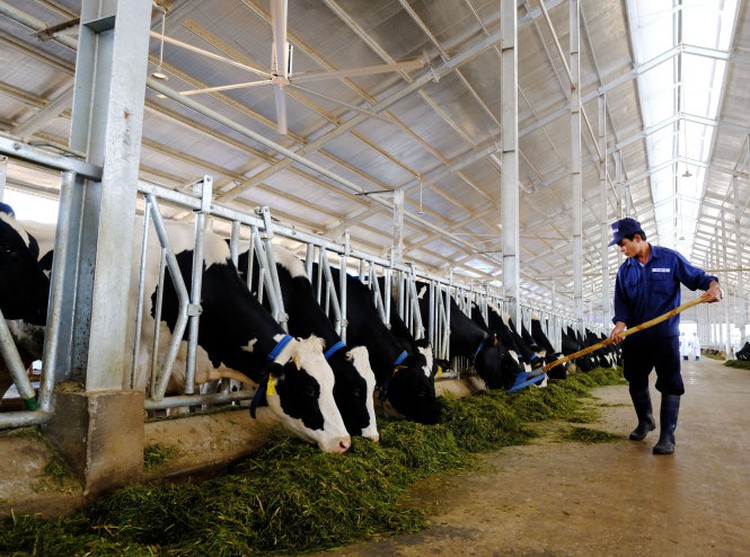 Vinamilk inaugurates Vietnam’s first EU-standard organic dairy farm