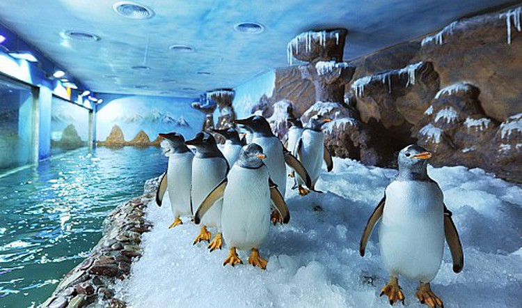 How penguins are raised on tropical Phu Quoc Island