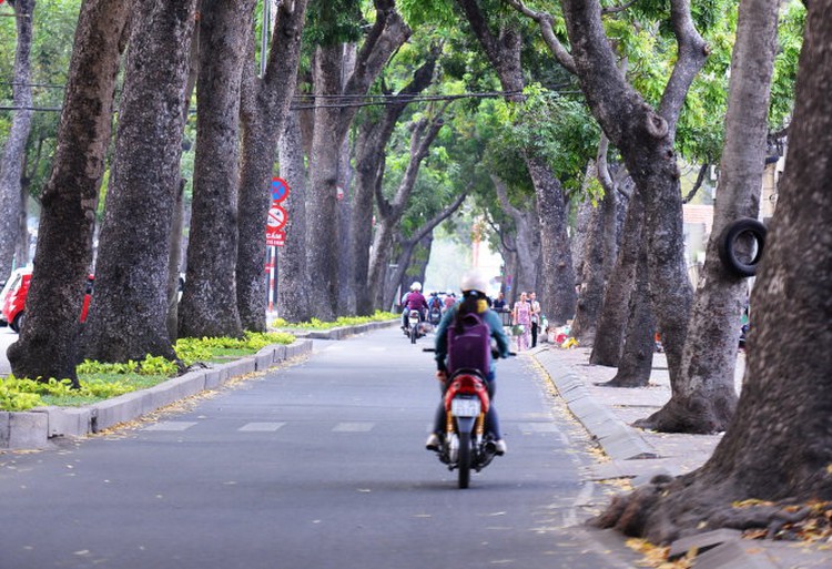 Ho Chi Minh City authorities powerless to protect green trees