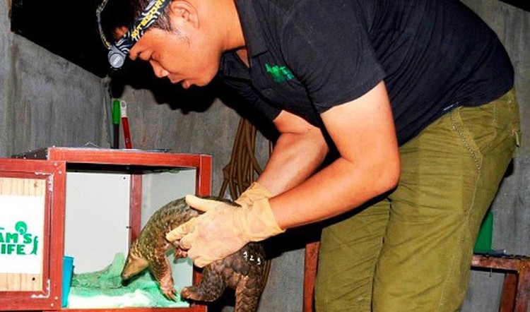 93 pangolins released to natural habitat after being rescued by Vietnamese conservationists