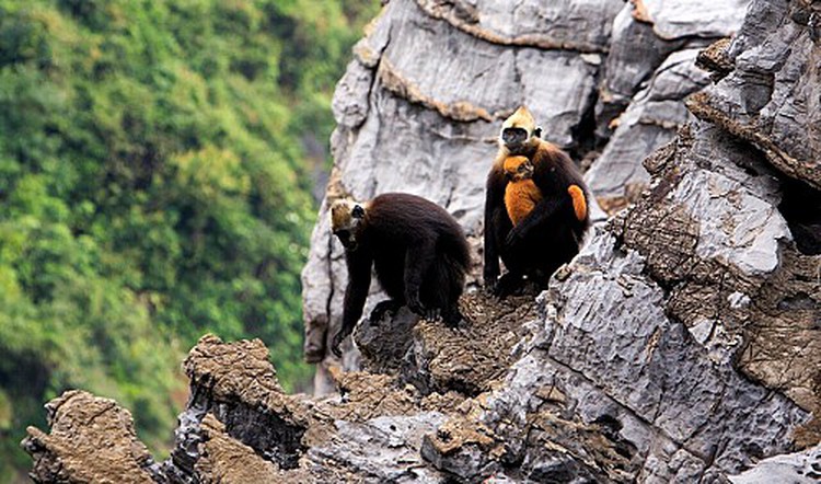Conservationist concerned for tourism project’s impact on northern Vietnamese archipelago