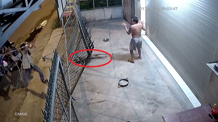 Men taser dogs, threaten owner with electrified harpoons in Saigon dog theft