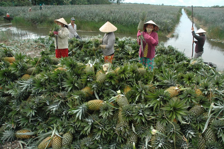 ​Imported fruit increasingly preferred by Vietnamese consumers