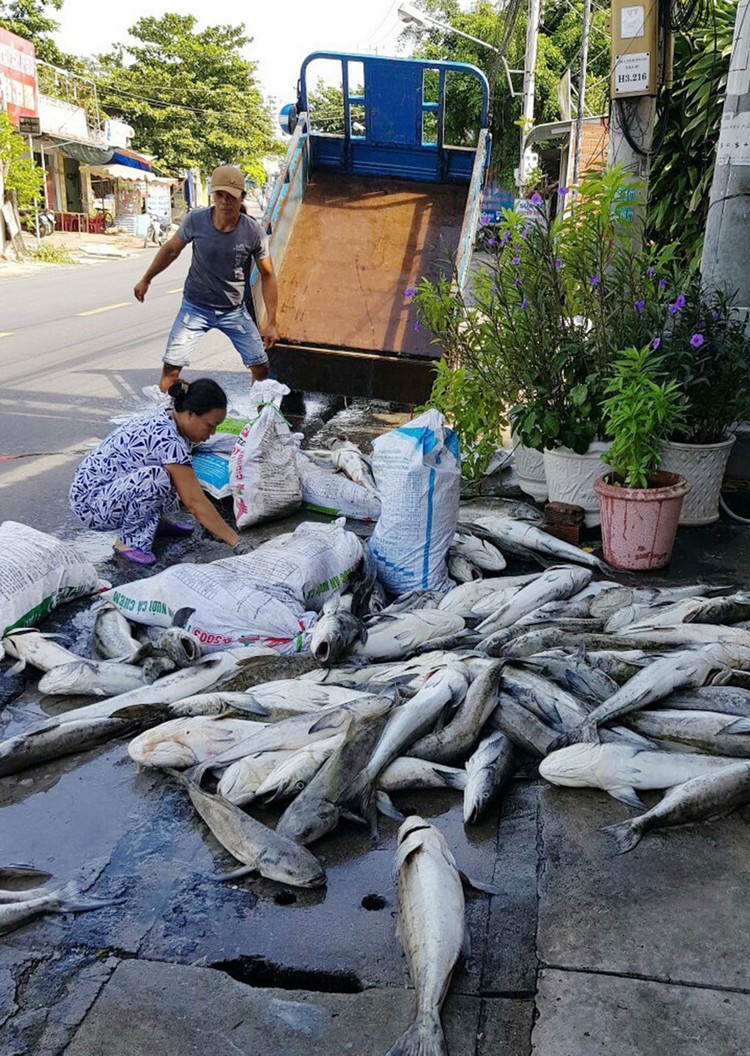 Vietnam farmers devastated as fish die en mass for third time in 12 months