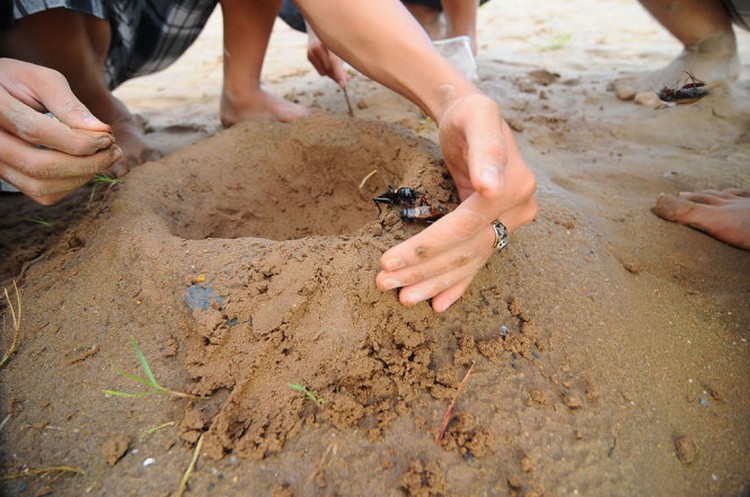 In smartphone era, children still fight crickets in Saigon outskirts