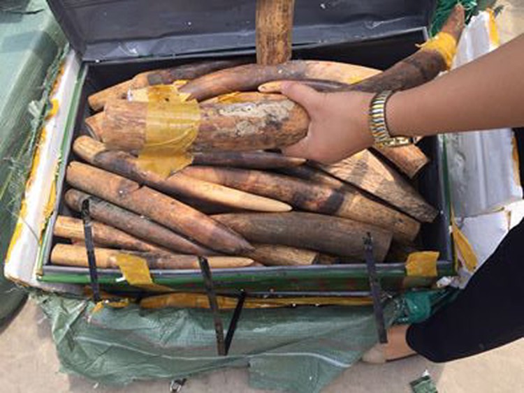 Hanoi customs officer caught stealing 150kg of elephant tusks