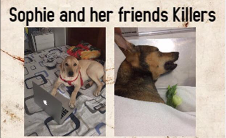 ​Saigon pet owners in expat neighborhood lose sleep over mass poisonings