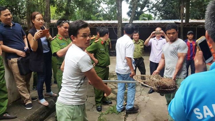 Ho Chi Minh City water park found raising leopards, Asian golden cat without permit