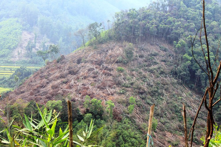 ​43 hectares of forest wiped out in Vietnam