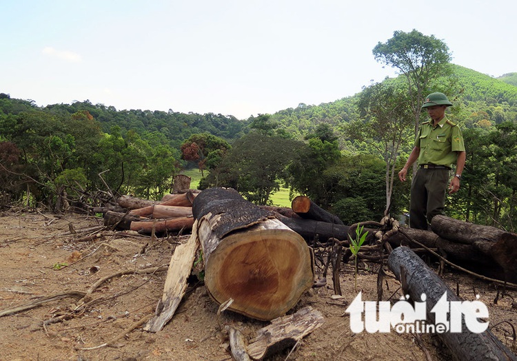 ​Large forest destroyed in organized manner in south-central Vietnam