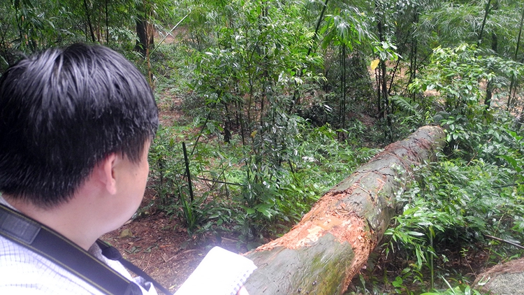 700-yr-old tree withers in northern Vietnam