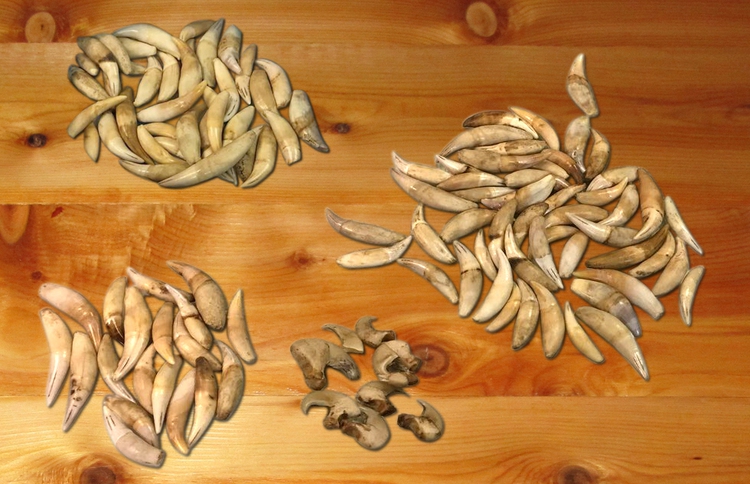 ​Vietnamese man caught smuggling leopard fangs, lion claws in airline luggage