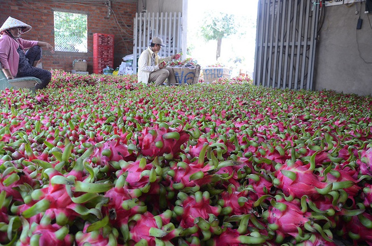 Vietnamese dragon fruit wins Aussie entry after decade-long negotiation