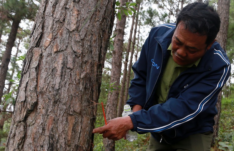 Over 200 pine trees poisoned with herbicide in Vietnam’s Central Highlands