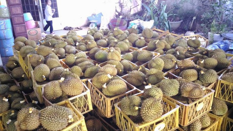 Facility caught chemically treating 11 tons of durian in Vietnam’s Central Highlands