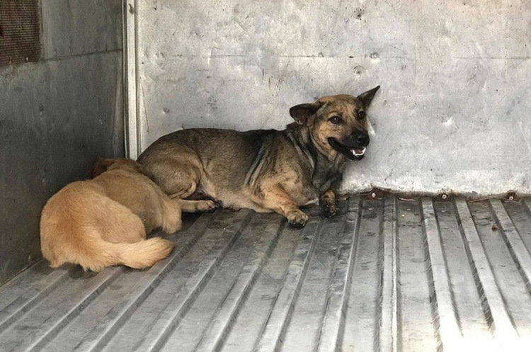 Official squashes rumor of feeding Saigon Zoo lions with impounded dogs