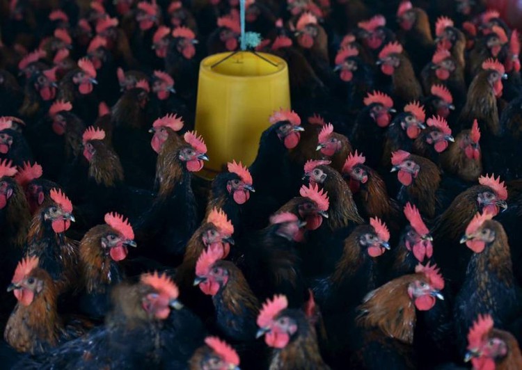Curb animal antibiotics to stop spread of resistance, say health experts