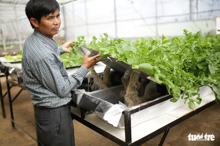 Da Lat farmer grows vegetables in air