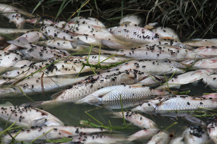 Fish die en masse at local dam in Vietnam