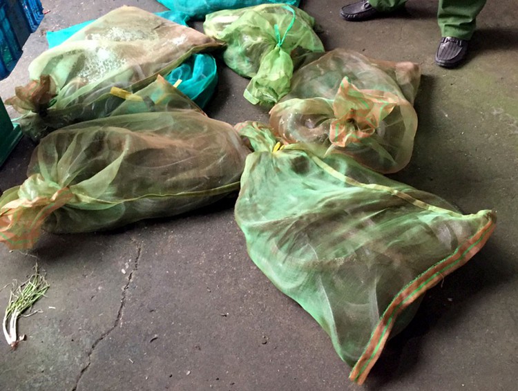 Facility caught illegally raising rare animals in southern Vietnam