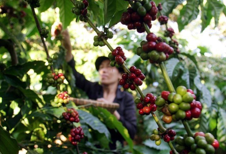 Rainfall could affect coffee harvest in Vietnam