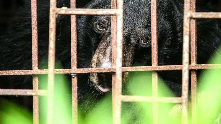​​Bears raised for bile in Vietnam get second chance at life