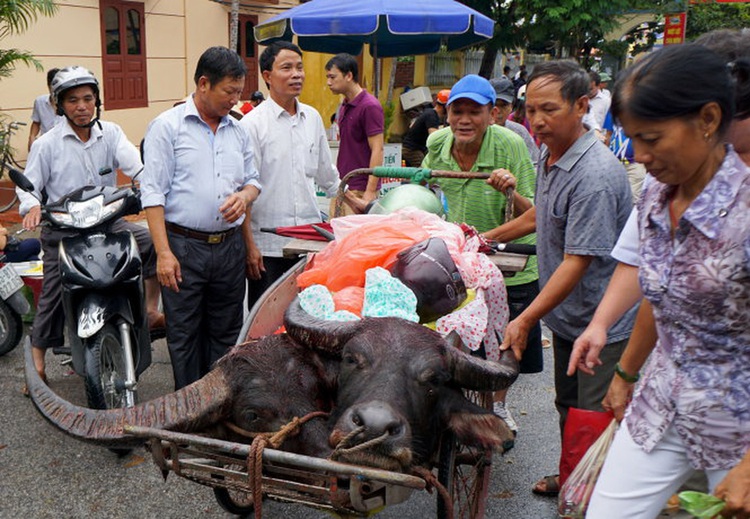 Animals Asia director calls on Vietnamese city to end buffalo fight festival