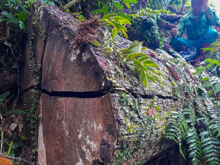 Protection forest devastated in northern Vietnam