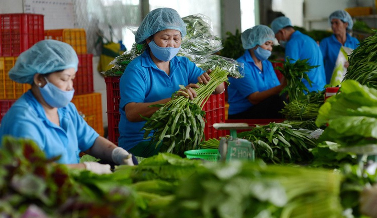 Vietnam sees opportunity in fruit, vegetable, flower exports