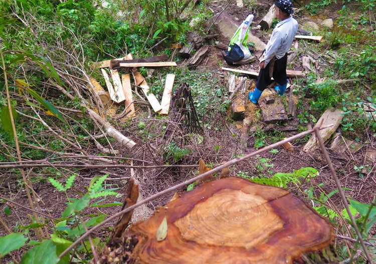 Wood from forests in northern Vietnam secretly sold to China