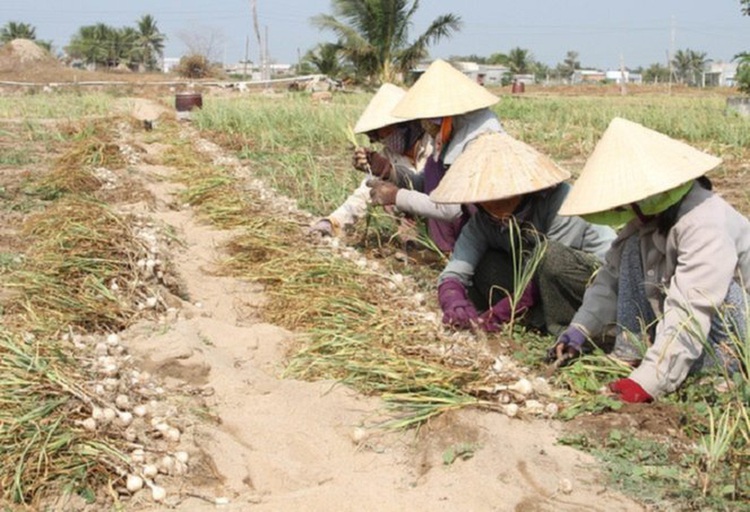 Japan’s Nikken to grow elephant garlic on Vietnam’s Ly Son Island